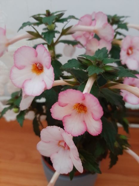  - achimenes-primele incercari