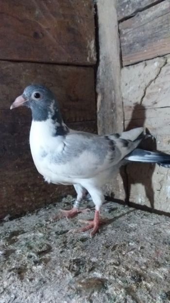  - De vanzare voiajori pui 2020