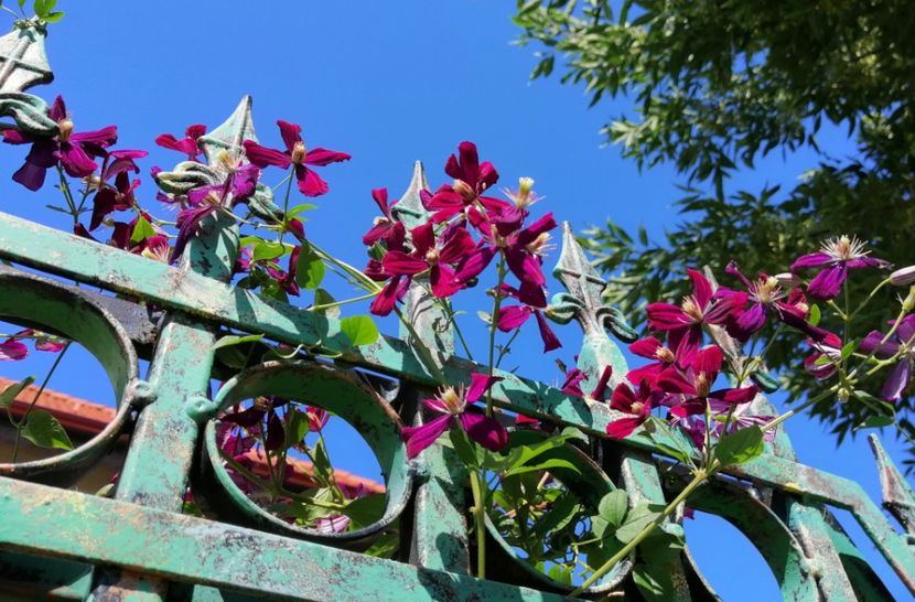  - 2020 clematite