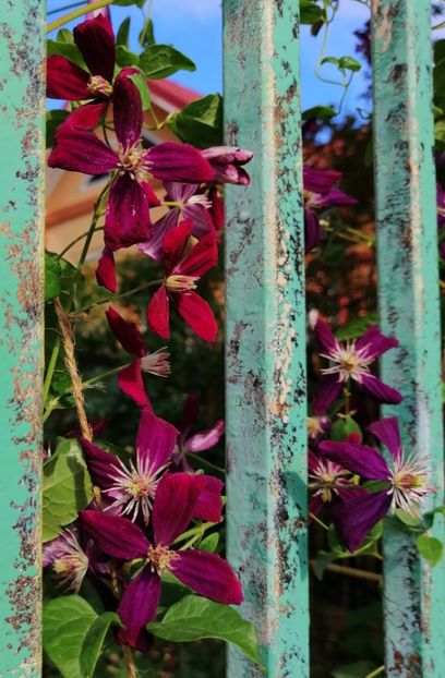  - 2020 clematite