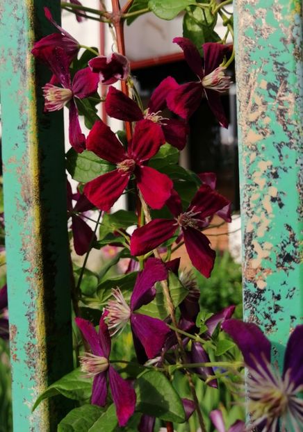  - 2020 clematite