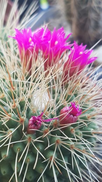 Mammillaria spinosissima cv Un Pico - Mammillaria