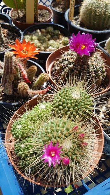 Trei culori - Cactusi si suculente 2020-2021-2022-2023- 2024-2025