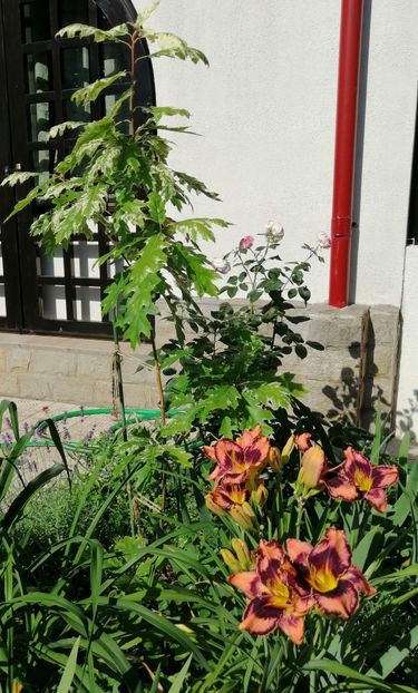  - 2020 mai iunie iulie