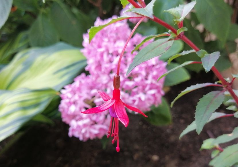  - 2020 mai iunie iulie