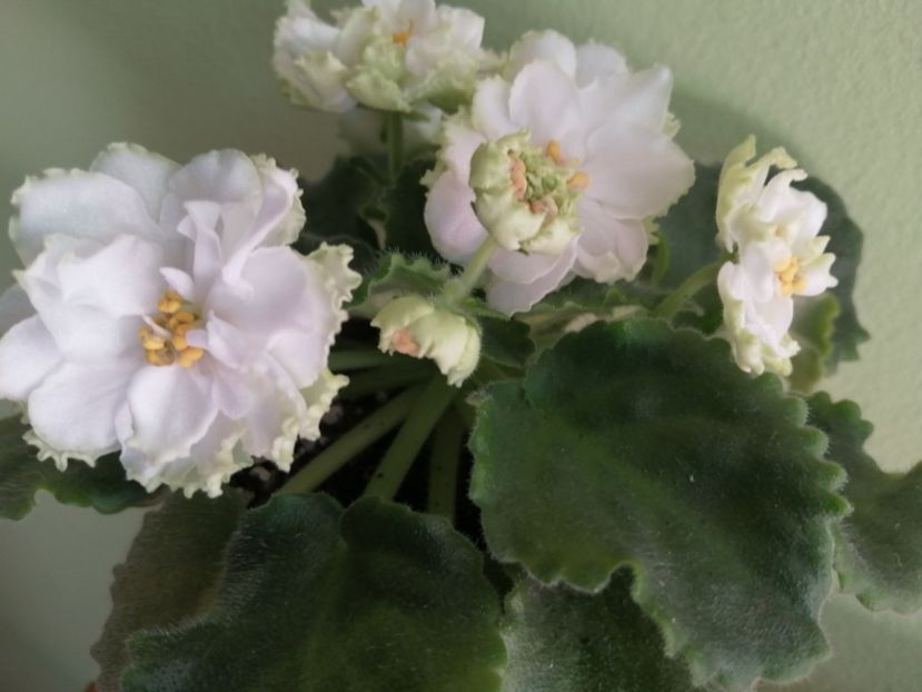  - Le Chateau Margaux