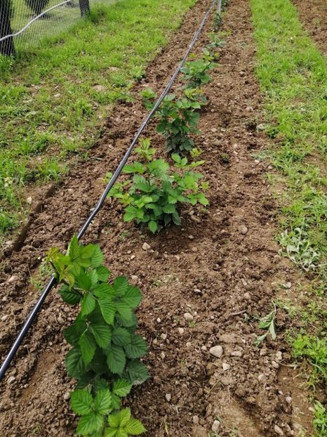  - Mure plantație 2019