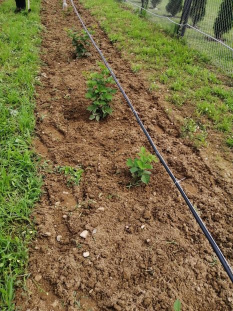  - Mure plantație 2019