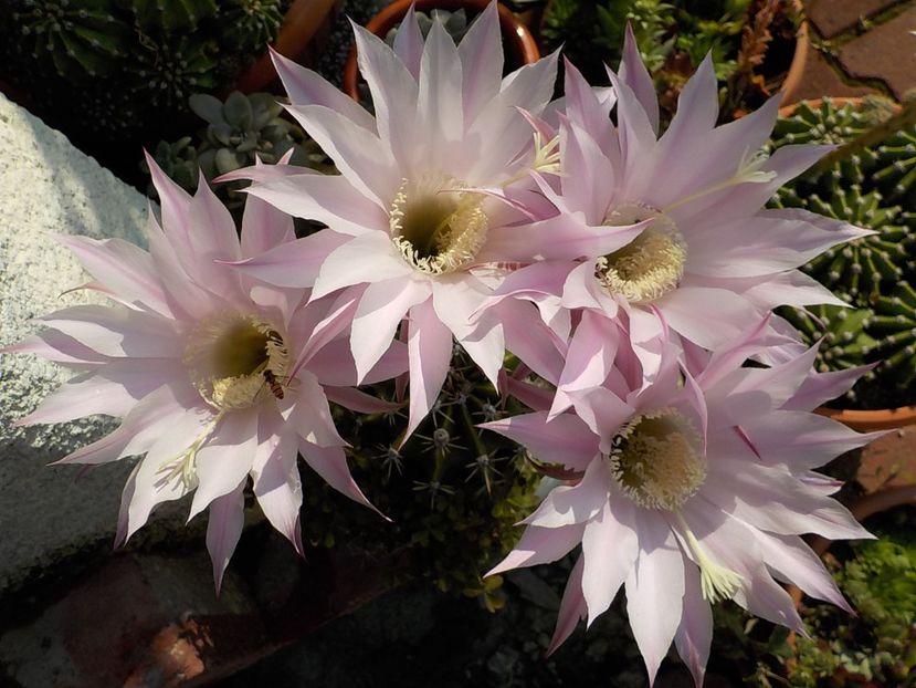  - echinopsis oxygona