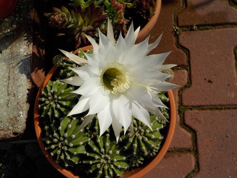  - echinopsis oxygona