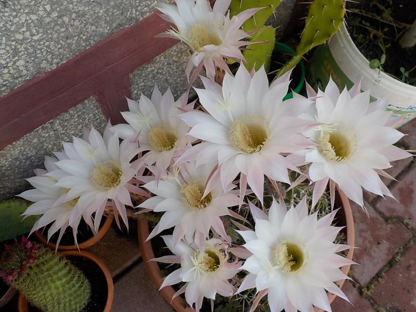  - echinopsis oxygona