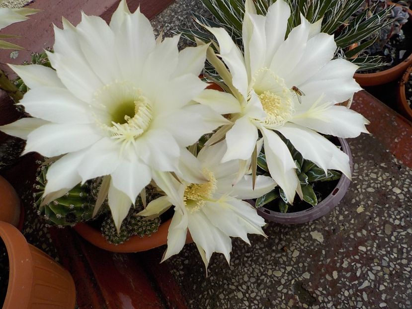  - echinopsis oxygona