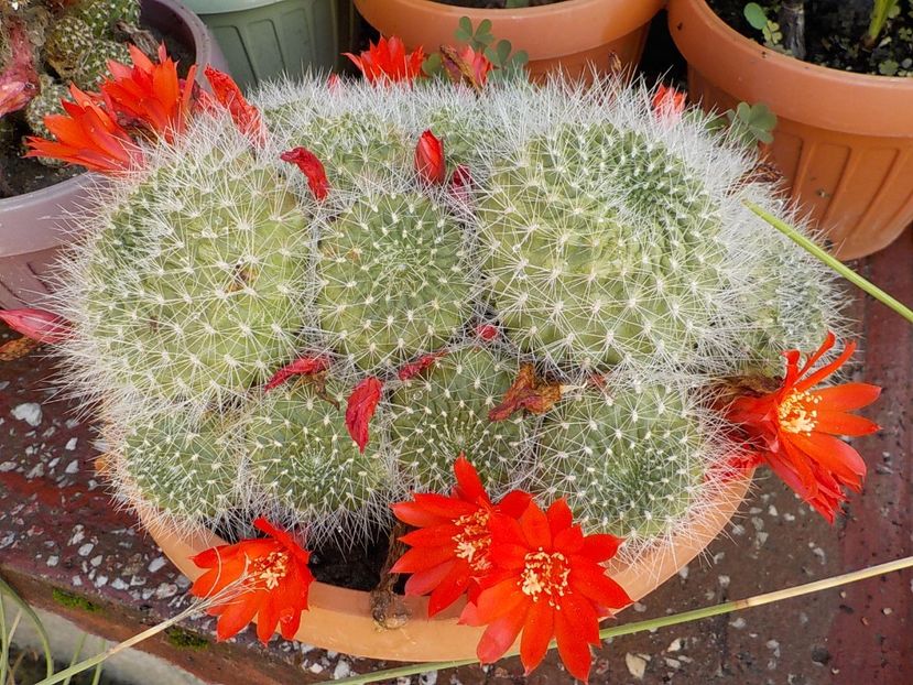  - rebutia krainziana