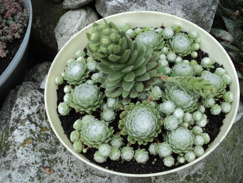 semprevivum mai 2020 - CACTUSI SI SUCULENTE