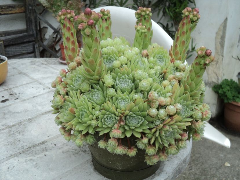 semprevivum mai 2020 - CACTUSI SI SUCULENTE