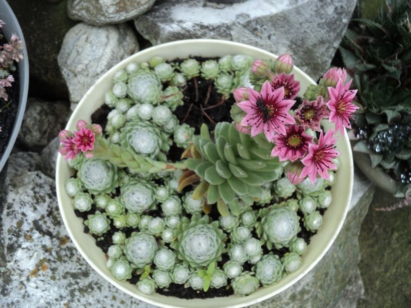 iunie - CACTUSI SI SUCULENTE