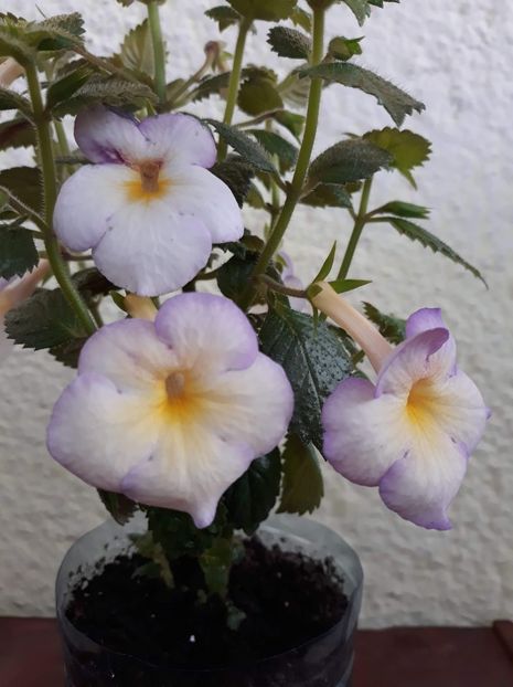  - 001 2021 - Sweet Giant