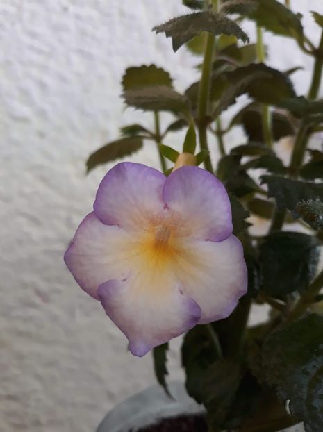  - 001 2021 - Sweet Giant