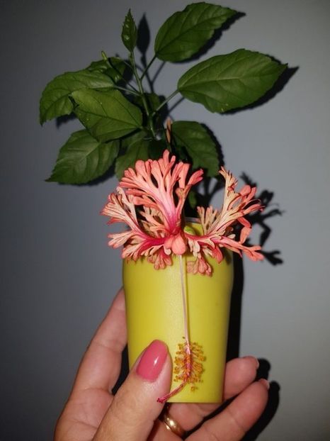  - Hibiscus Schizopetalus