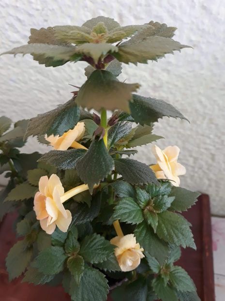  - 0001 2022 - RF s Tropicana