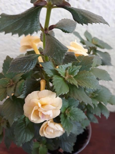  - 0001 2022 - RF s Tropicana