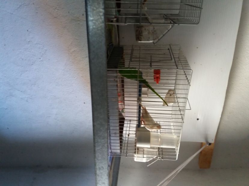  - Canari Malinois 2019 - 2020