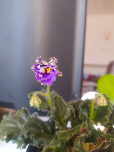 29 iunie 2020 - ZZZ____Ozio sport