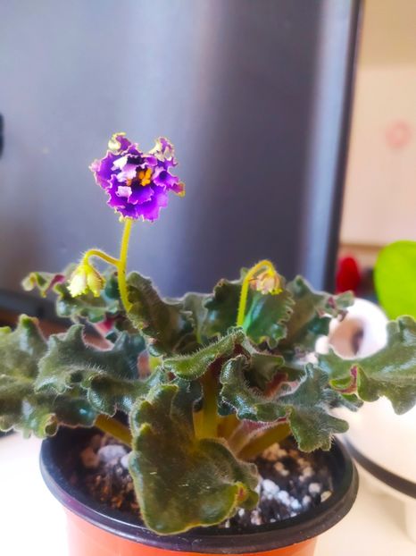 29 iunie 2020 - ZZZ____Ozio sport