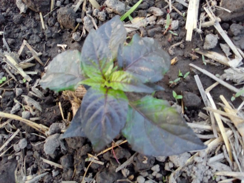  - SEMINTE ARDEI IUTE - AI 71 CGN 21566 - NEIZOLAT