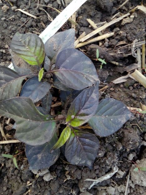  - SEMINTE ARDEI IUTE - AI 86 NEYDE X HABANERO WHITE GIANT - CHINENSE