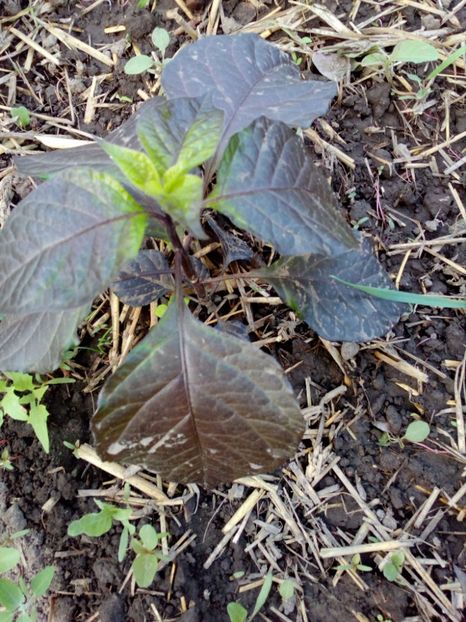  - SEMINTE ARDEI IUTE - AI 95 PUMA - NEIZOLAT