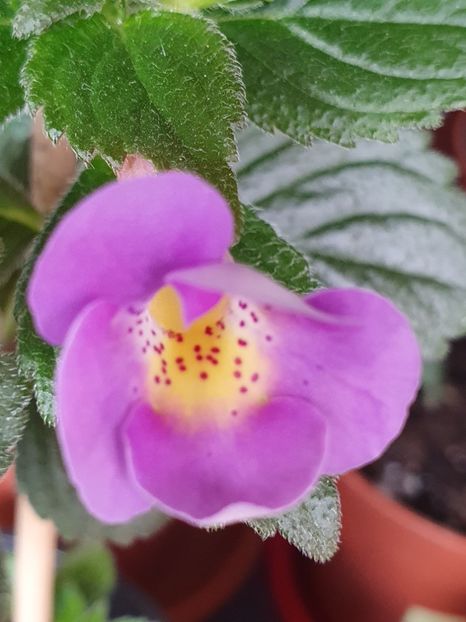 BriD's Moonlight - Achimenes 2020