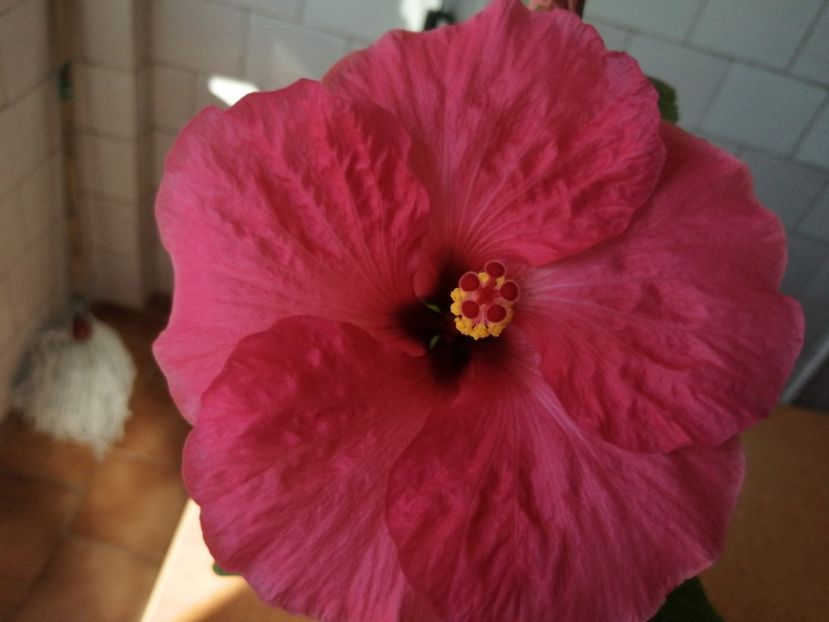  - Hibiscus