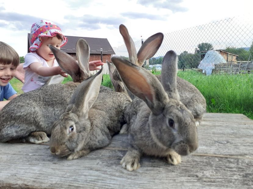  - Pui uris german 2020