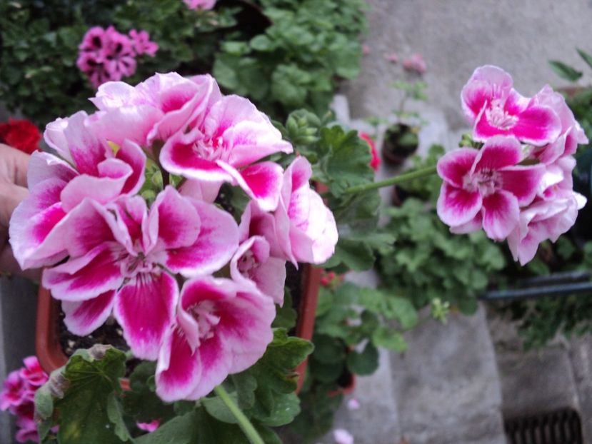  - Muscate 2017-2018- 2019-2020-2023-2024 - 2025