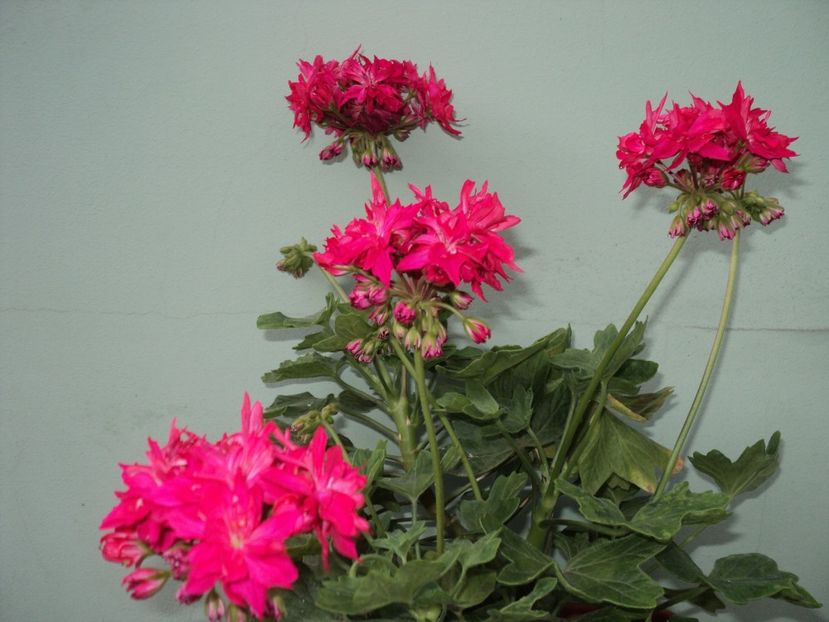  - Muscate 2017-2018- 2019-2020-2023-2024 - 2025