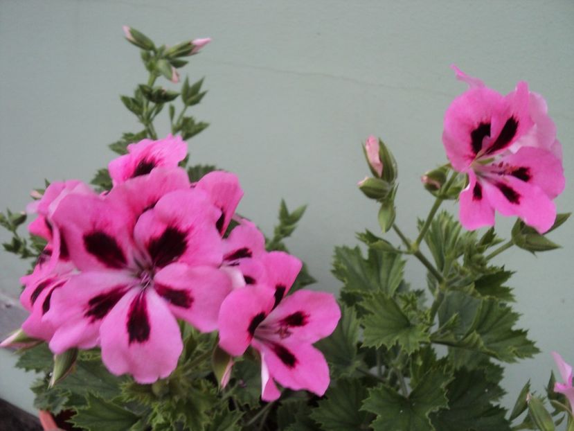  - Muscate 2017-2018- 2019-2020-2023-2024 - 2025