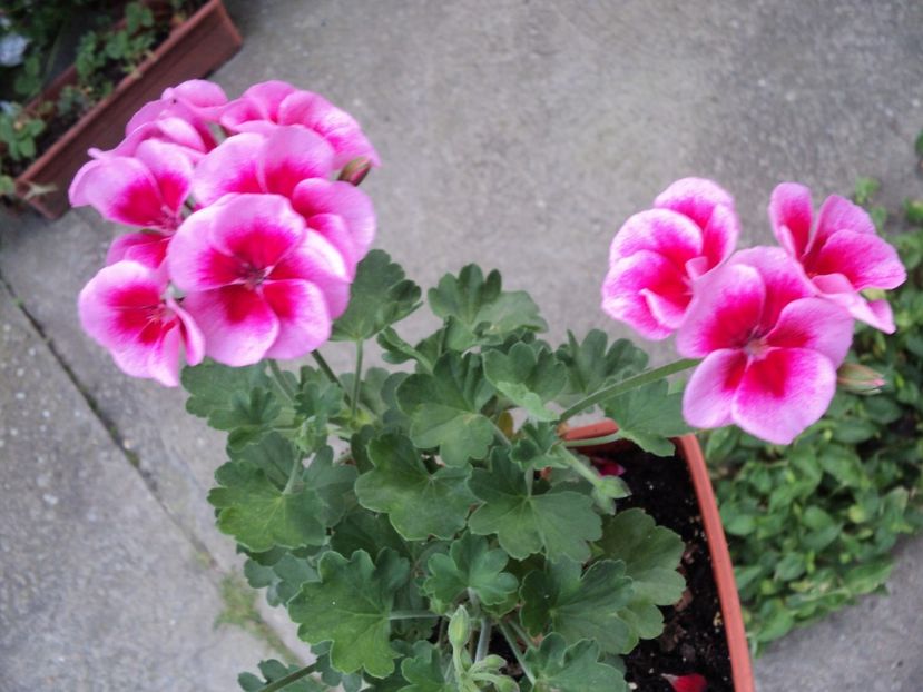  - Muscate 2017-2018- 2019-2020-2023-2024 - 2025