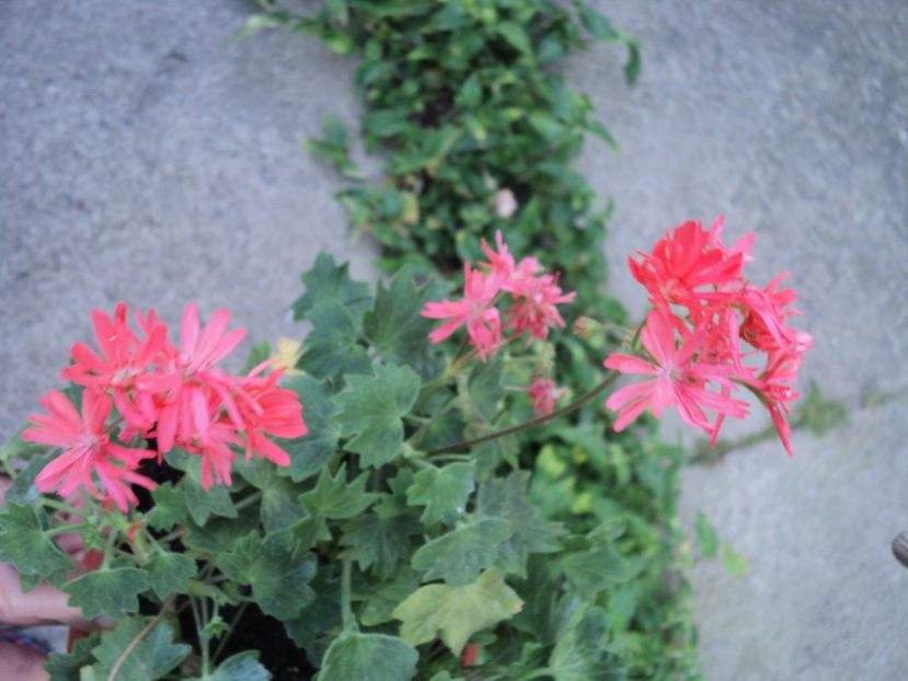 Bev Foster - Muscate 2017-2018- 2019-2020-2023-2024 - 2025