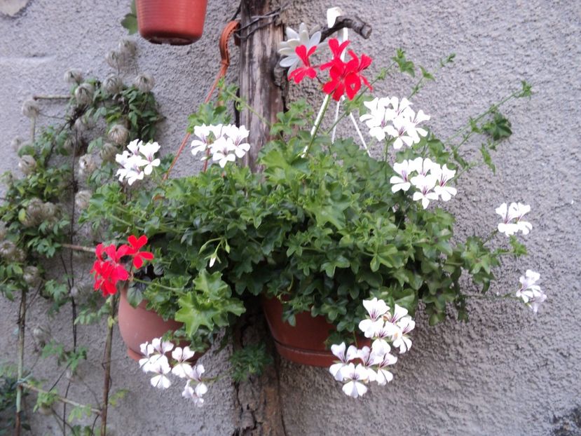  - Muscate 2017-2018- 2019-2020-2023-2024 - 2025