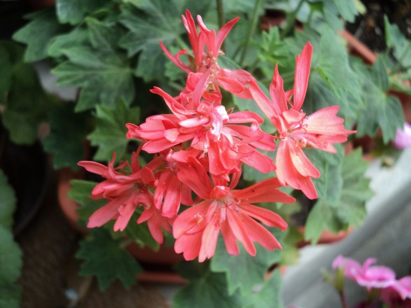 Bev Foster - Muscate 2017-2018- 2019-2020-2023-2024 - 2025