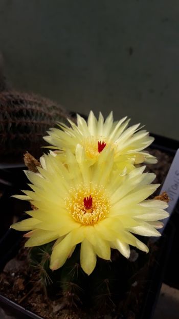  - 5 Cactuși