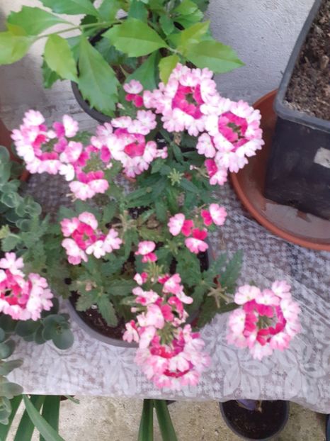  - Gradina 2020-2021