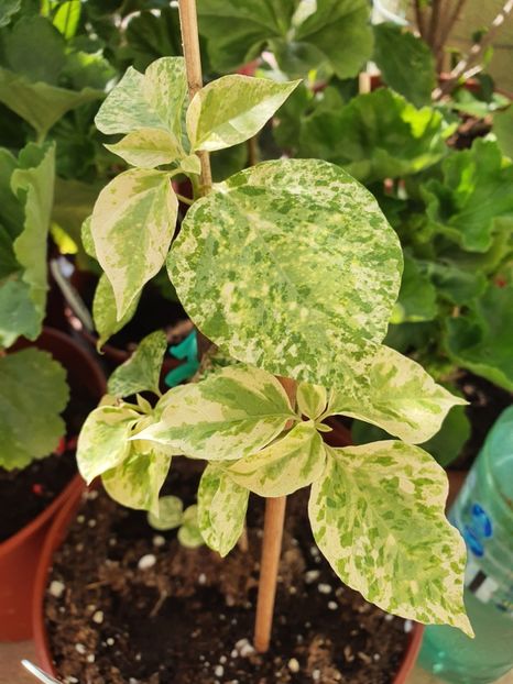  - Bouga Diamond Orange