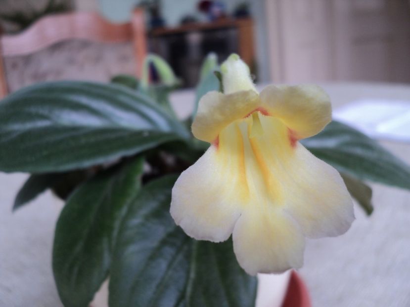 Chirita Aiko iunie 2020 - GESNERIACEE