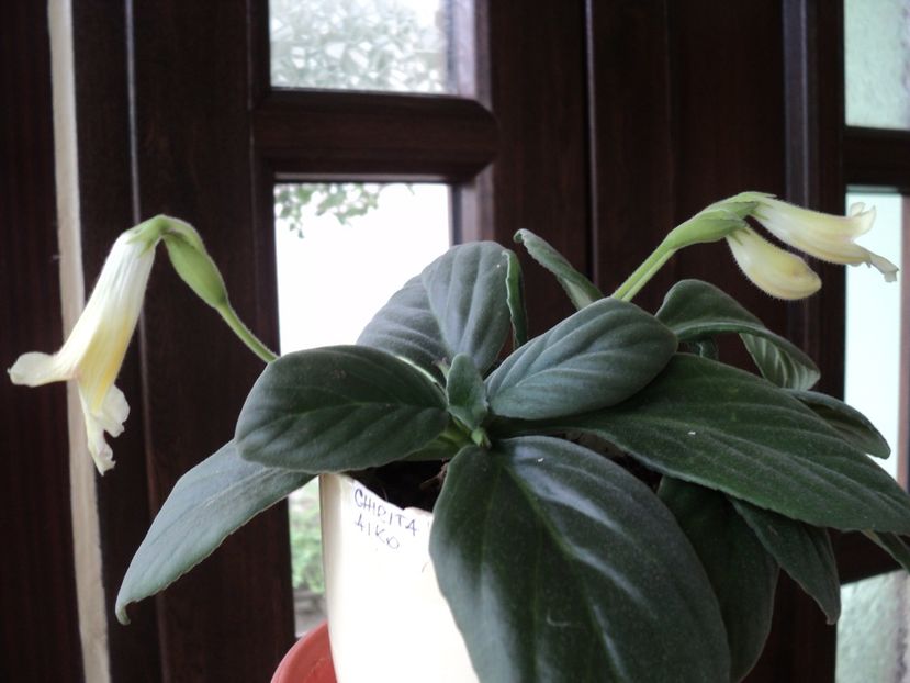 dupa trei ani de asteptare... - GESNERIACEE