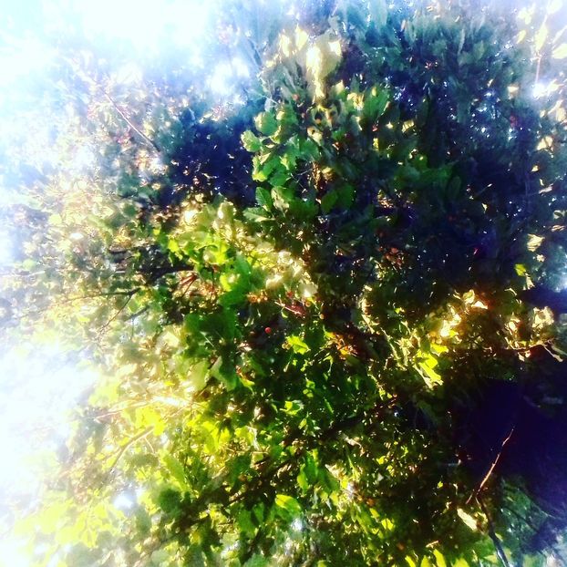  - - O - Fotografii x