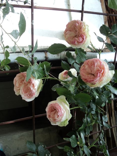 mai 2020 - Eden Rose