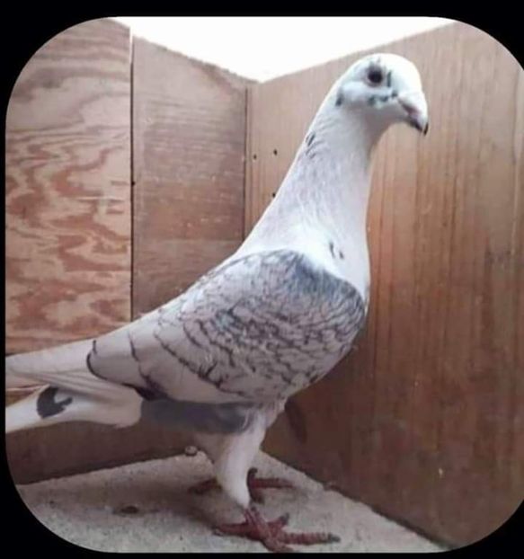  - NU AMI APARTIN 2020