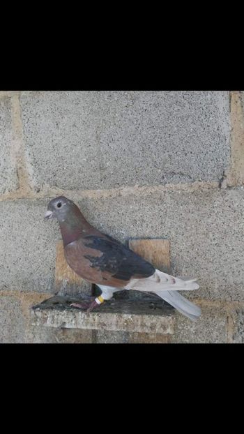  - NU AMI APARTIN 2020